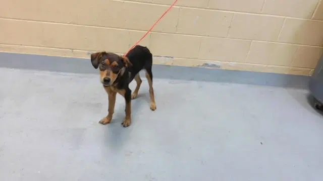 Guppy Puppy - Doberman Pinscher