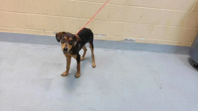 Guppy Puppy