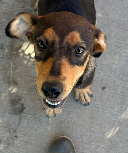 GUPPY PUPPY, a dog for adoption from City of Tulsa Animal Welfare