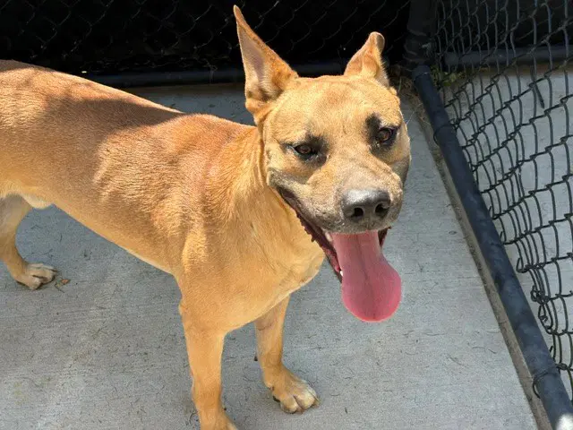 Marcus - Pit Bull Terrier