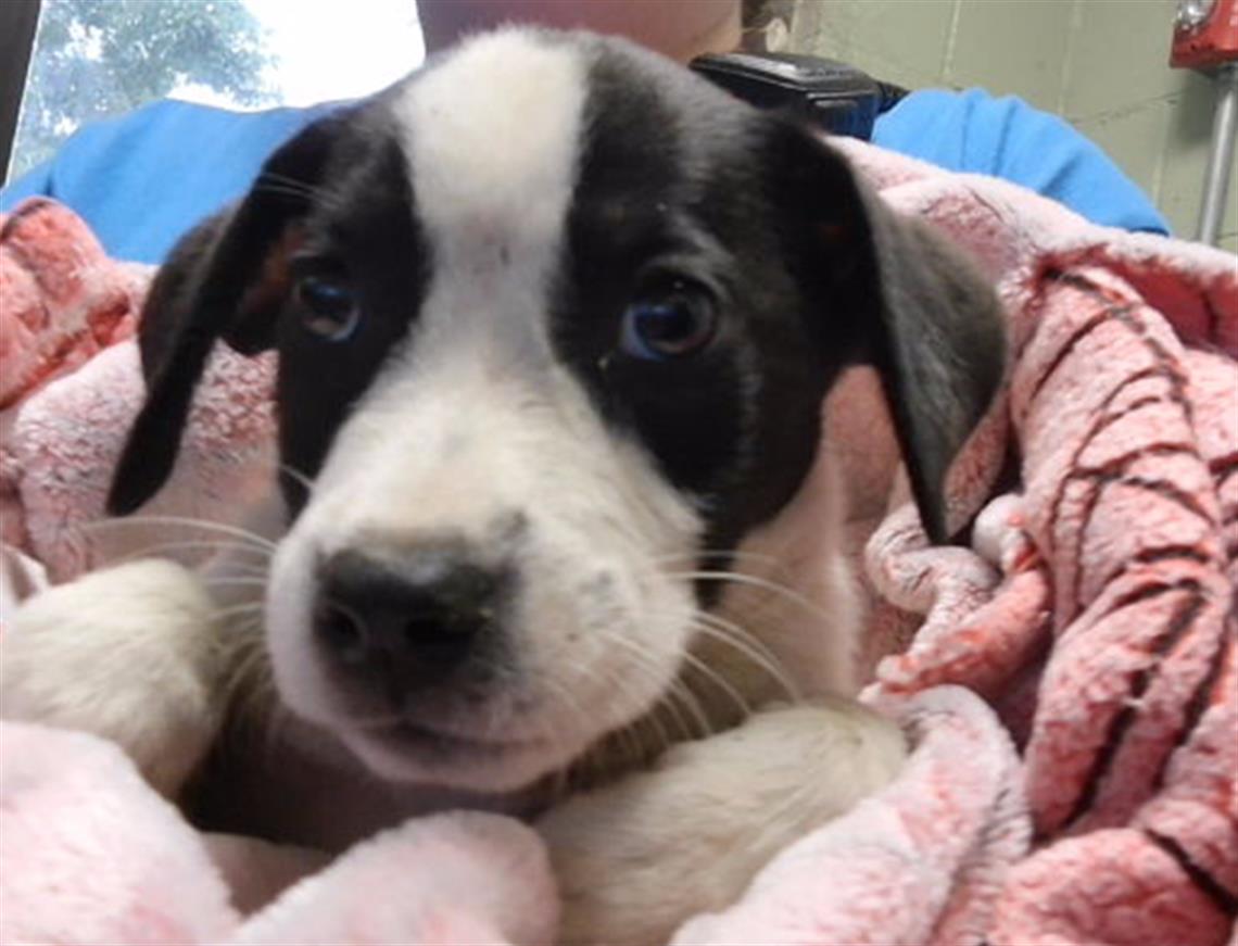 Rye