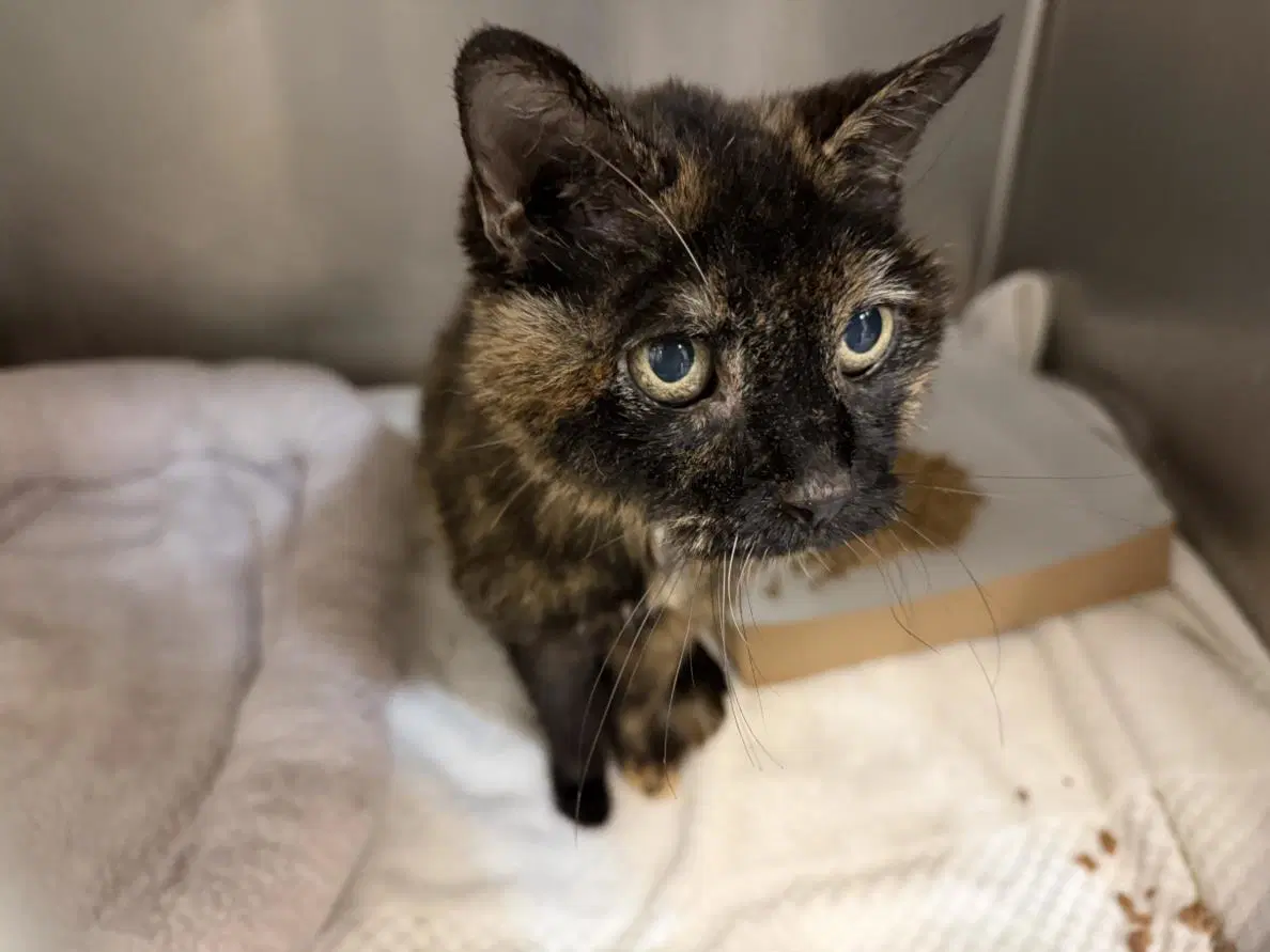 Hilly - Domestic Medium Hair