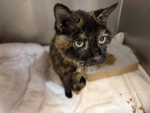 HILLY, a cat for adoption from City of Tulsa Animal Welfare