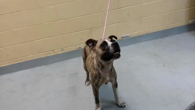Sassy - Pit Bull Terrier