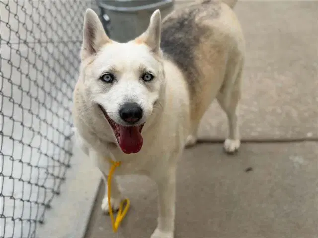 Daphne - Husky