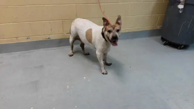 Kansas - Pit Bull Terrier