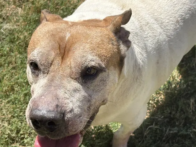 Kansas - Pit Bull Terrier