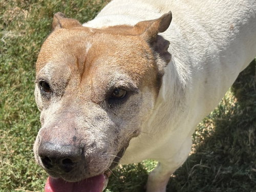 KANSAS, a dog for adoption from City of Tulsa Animal Welfare