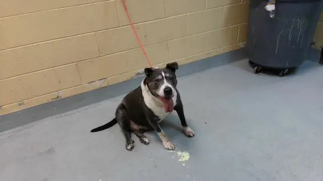 Texas - Pit Bull Terrier