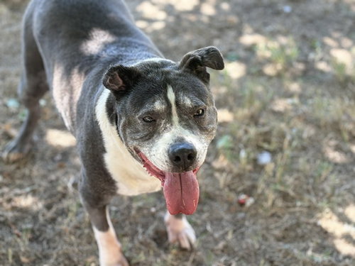 TEXAS, a dog for adoption from City of Tulsa Animal Welfare
