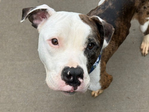 ZIGGY, a dog for adoption from City of Tulsa Animal Welfare