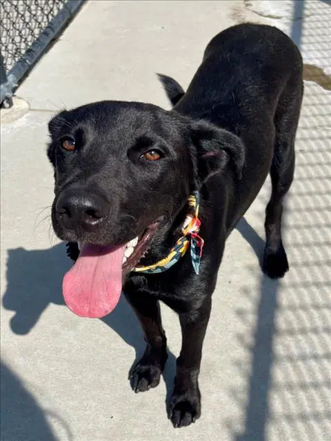Murph - Labrador Retriever