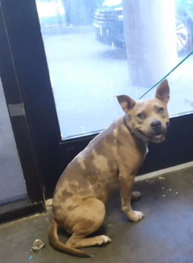 Sabrina - Pit Bull Terrier