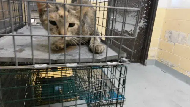 Amelia - Domestic Short Hair