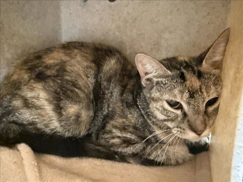 AMELIA, a cat for adoption from City of Tulsa Animal Welfare