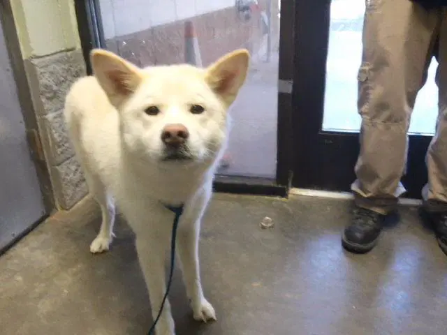 Maggie - Husky