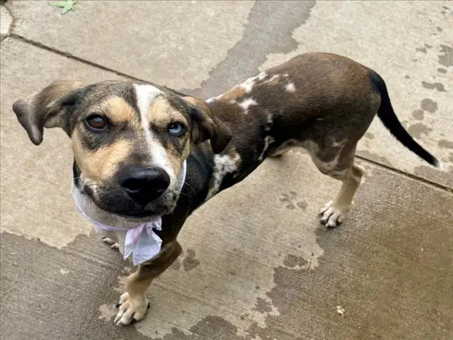 Equinox - Catahoula Leopard Dog