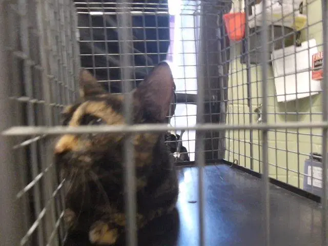 Mulberry - Domestic Short Hair