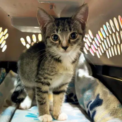 Milkshake - Domestic Short Hair