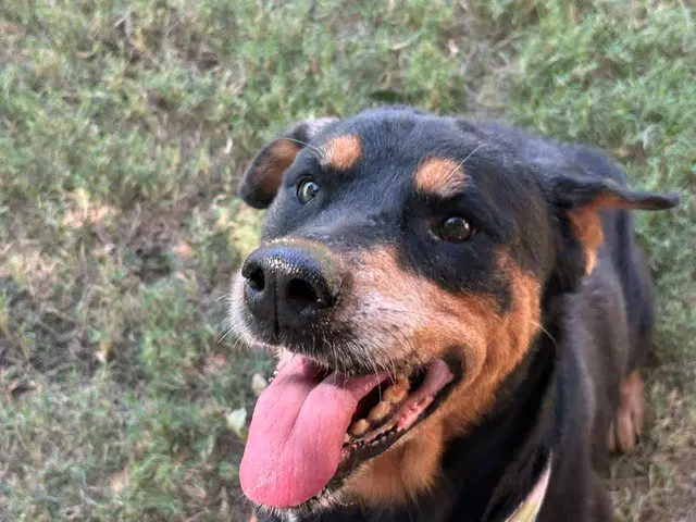 Jozy - Rottweiler