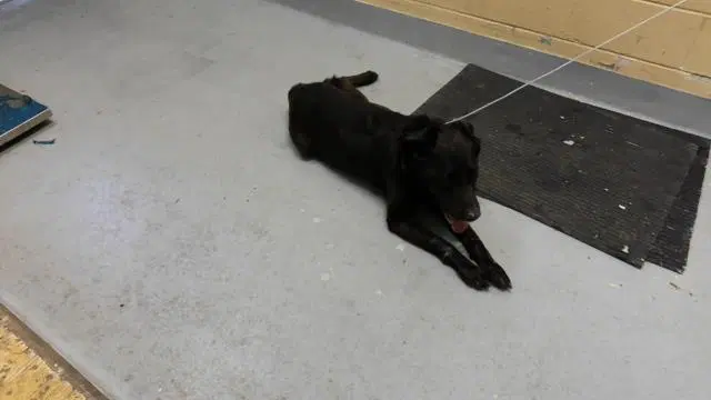 Buddy - Labrador Retriever