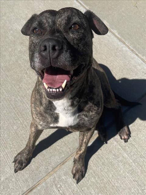 HELA, a dog for adoption from City of Tulsa Animal Welfare