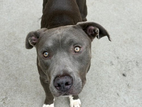 CHICKEN, a dog for adoption from City of Tulsa Animal Welfare