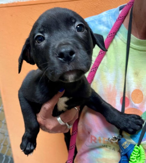 SABITH, a dog for adoption from City of Tulsa Animal Welfare