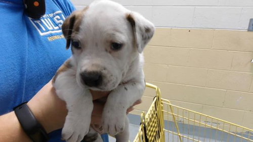 RED, a dog for adoption from City of Tulsa Animal Welfare