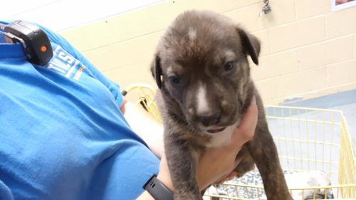 GREEN, a dog for adoption from City of Tulsa Animal Welfare