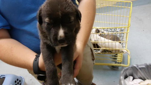 DAY, a dog for adoption from City of Tulsa Animal Welfare