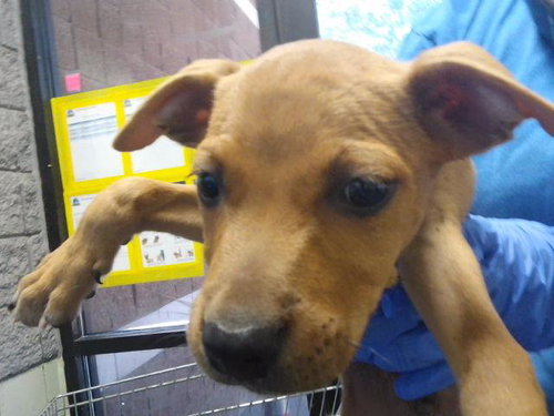 FERN, a dog for adoption from City of Tulsa Animal Welfare