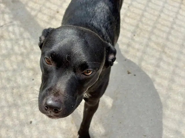 Mila - Patterdale Terrier (Fell Terrier)