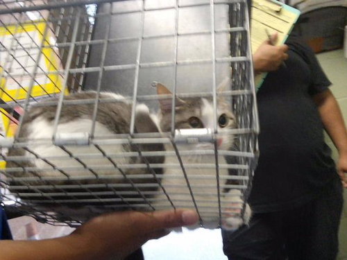 RAIN, a cat for adoption from City of Tulsa Animal Welfare