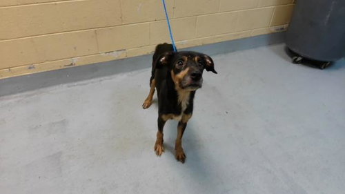 MOLLY, a dog for adoption from City of Tulsa Animal Welfare