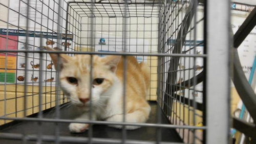 BOB, a cat for adoption from City of Tulsa Animal Welfare