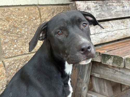 MARLEY, a dog for adoption from City of Tulsa Animal Welfare