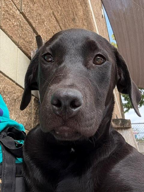 SASHA, a dog for adoption from City of Tulsa Animal Welfare