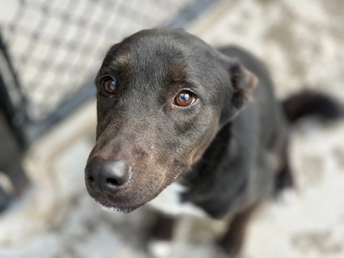 CHESTER, a dog for adoption from City of Tulsa Animal Welfare