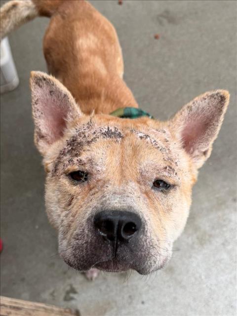 MO, a dog for adoption from City of Tulsa Animal Welfare