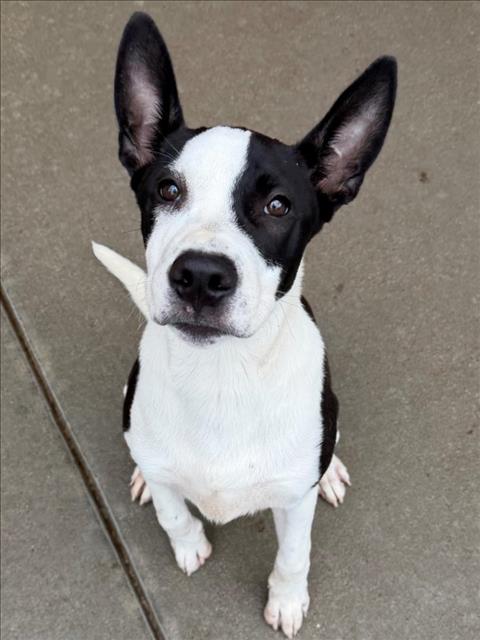 IVAN, a dog for adoption from City of Tulsa Animal Welfare