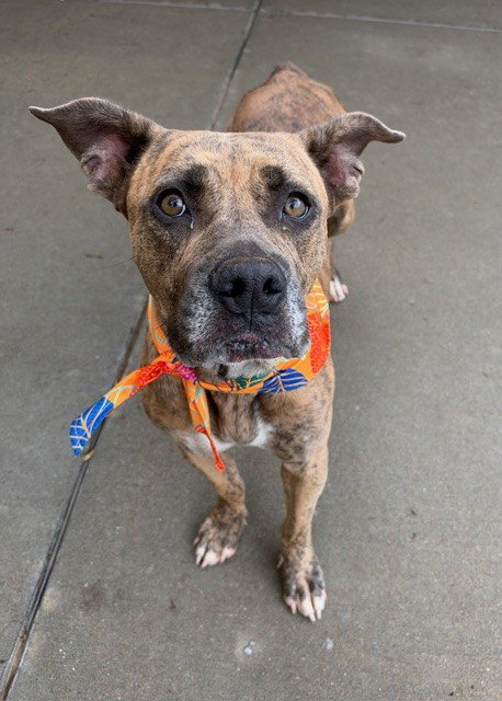 AKITA, a dog for adoption from City of Tulsa Animal Welfare