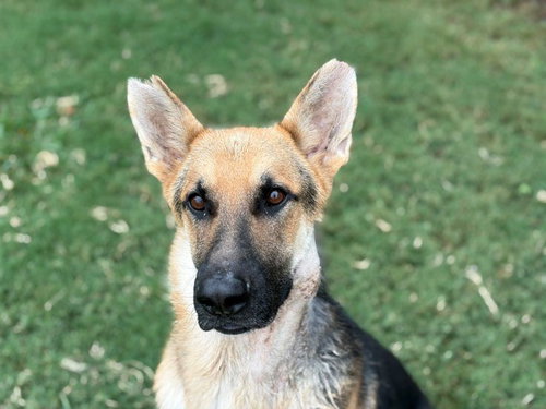 WINSTON, a dog for adoption from City of Tulsa Animal Welfare