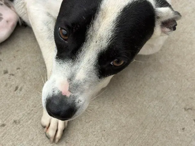 Sunny - Pit Bull Terrier