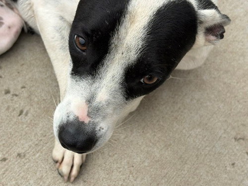 SUNNY, a dog for adoption from City of Tulsa Animal Welfare