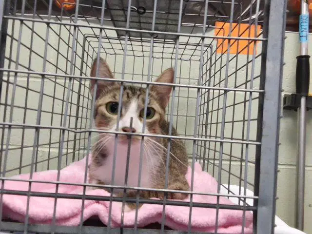 Glossy - Domestic Short Hair
