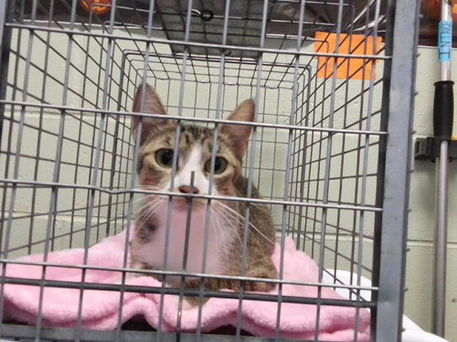 GLOSSY, a cat for adoption from City of Tulsa Animal Welfare
