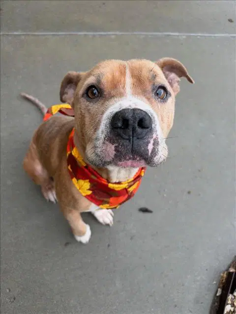 Merle The Squirrel - Pit Bull Terrier