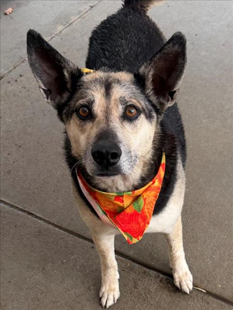 GOOBER, a dog for adoption from City of Tulsa Animal Welfare