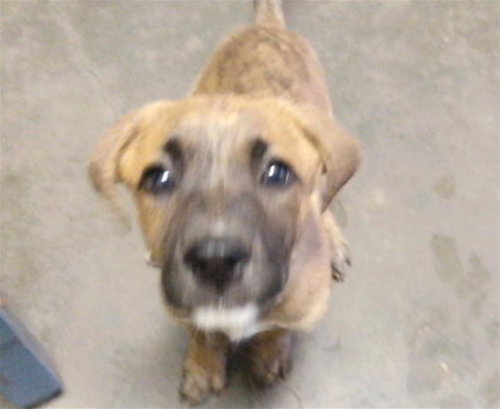 HEPHAESTUS, a dog for adoption from City of Tulsa Animal Welfare